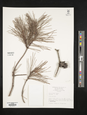 Pinus echinata image