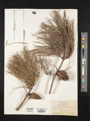 Pinus echinata image