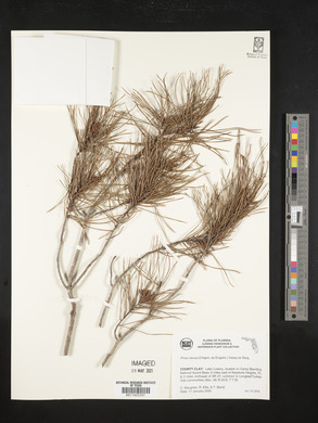 Pinus clausa image