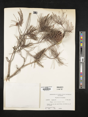 Pinus clausa image