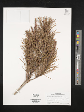 Pinus clausa image