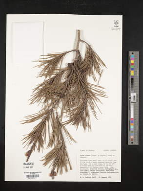 Pinus clausa image