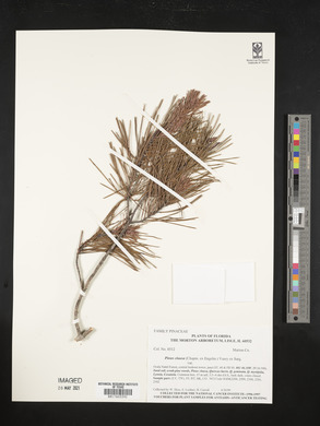 Pinus clausa image