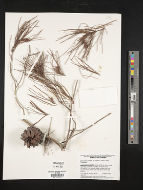 Pinus clausa image