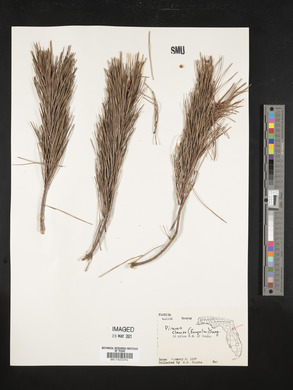 Pinus clausa image