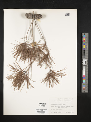 Pinus clausa image