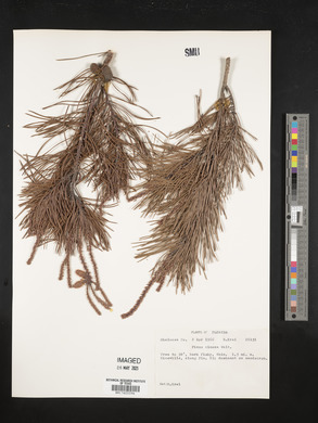 Pinus clausa image