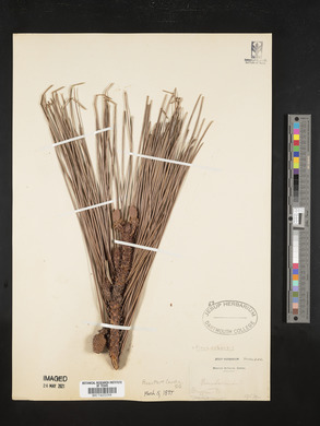 Pinus cubensis image