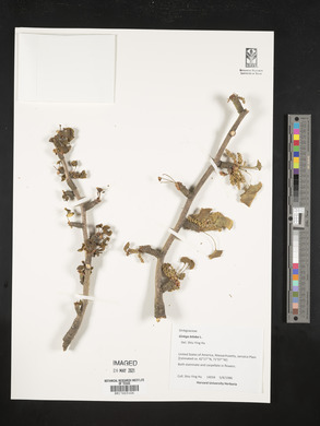 Ginkgo biloba image