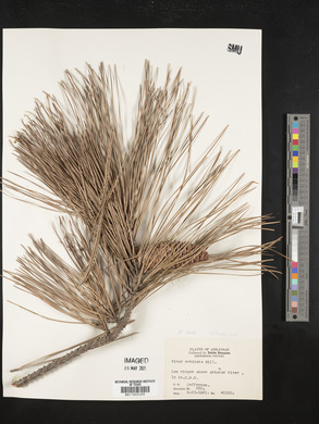 Pinus echinata image