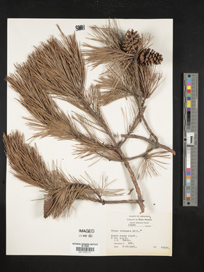 Pinus echinata image