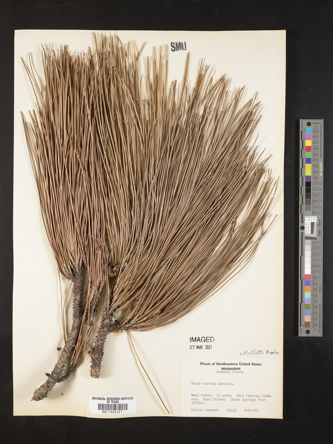 Pinus caribaea image