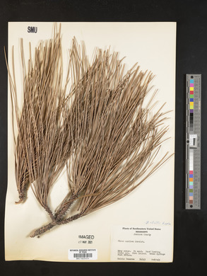 Pinus elliottii image