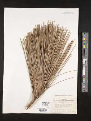 Pinus elliottii image