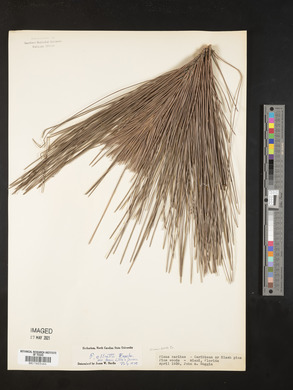Pinus elliottii image