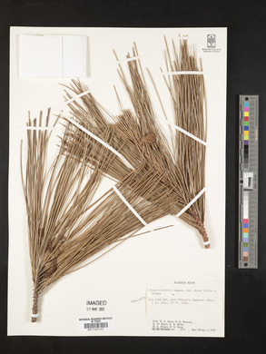 Pinus elliottii image