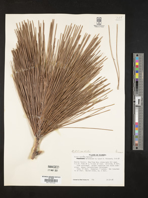 Pinus elliottii var. elliottii image