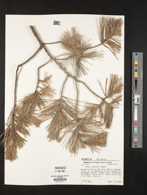 Pinus flexilis image