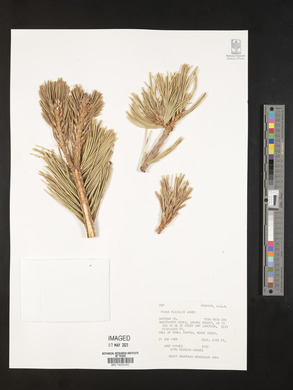 Pinus flexilis image