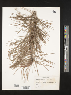 Pinus glabra image