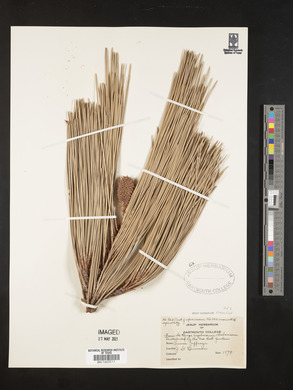 Pinus jeffreyi image