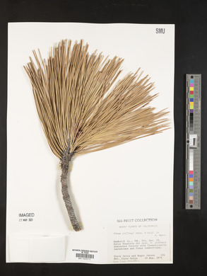 Pinus jeffreyi image