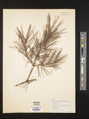 Pinus glabra image