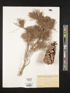 Pinus monticola image