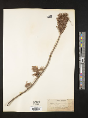 Pinus monticola image