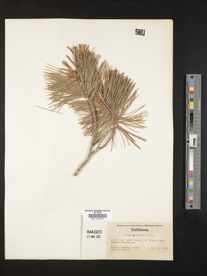 Pinus monticola image
