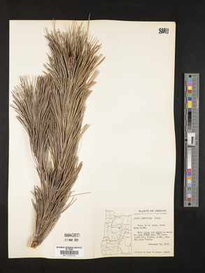 Pinus monticola image