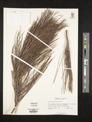 Pinus australis image