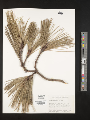 Pinus muricata image
