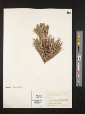 Pinus muricata image