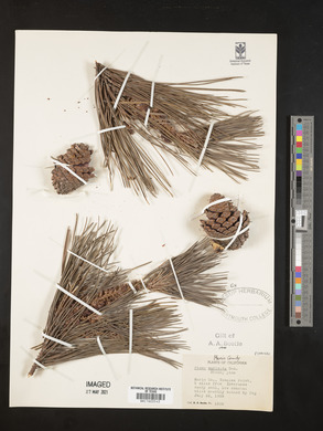 Pinus muricata image