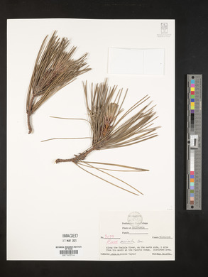 Pinus muricata image