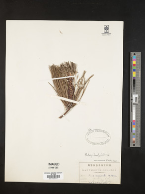 Pinus muricata image