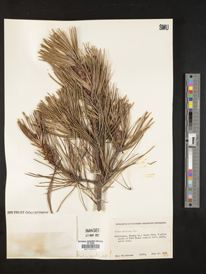 Pinus muricata image