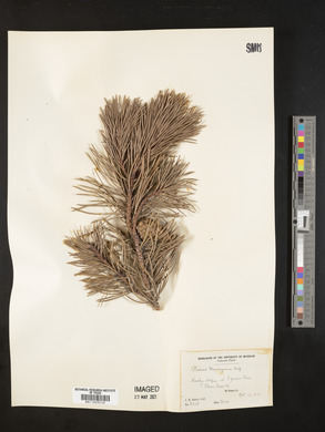 Pinus murrayana image