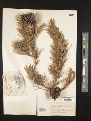 Pinus murrayana image