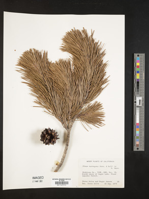 Pinus murrayana image