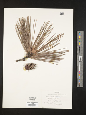 Pinus australis image