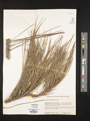 Pinus palustris image