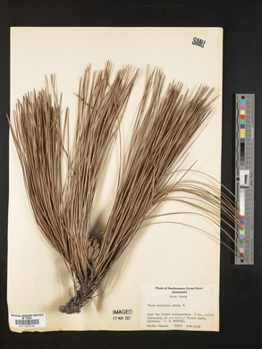 Pinus australis image