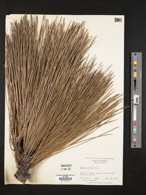 Pinus australis image