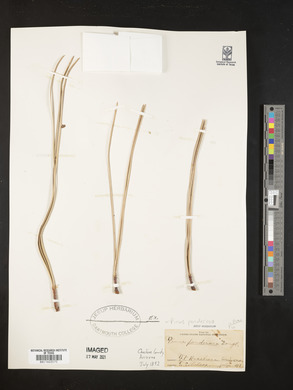 Pinus ponderosa image