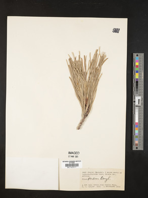 Pinus ponderosa image