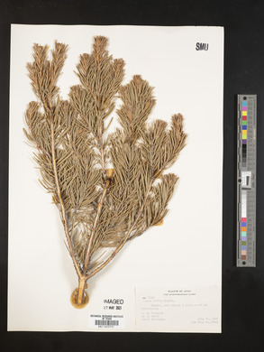 Pinus edulis image