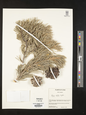 Pinus edulis image