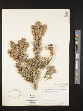 Pinus edulis image